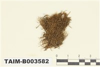 藏品(叉蘚屬)的圖片